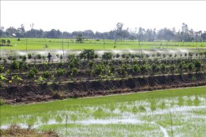 Cống thoát nước nông nghiệp tại tỉnh Đồng Tháp